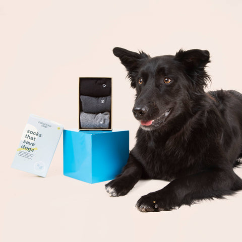 Boxed Set Ankle Socks that Save Dogs