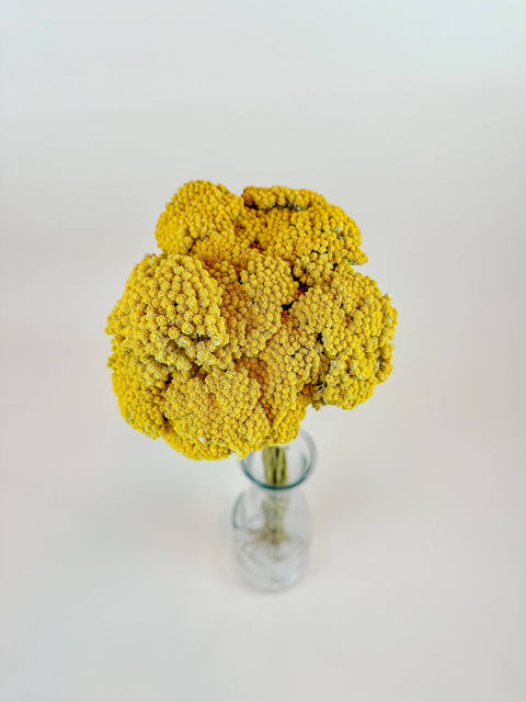 Yellow Yarrow (Golden Achillea) – Naturally Dried (20 Stems)