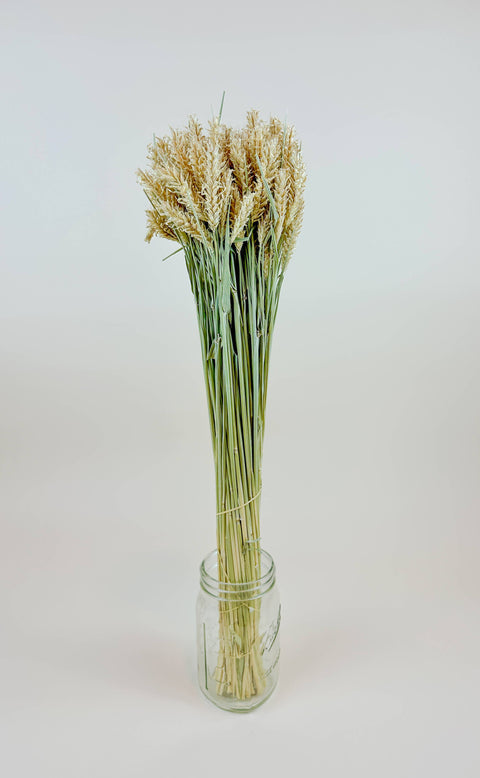 Barley - Hooked Awns Naturally Dried Green & Tan Stems