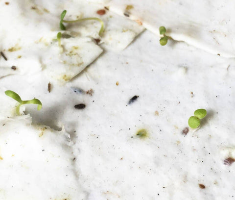 Thank You Wildflower Seed Paper Card