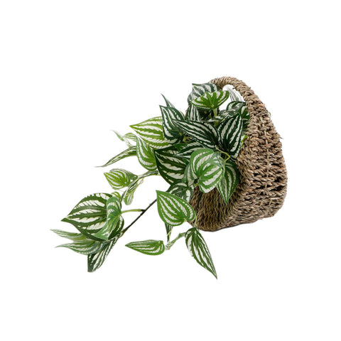 Trailing Faux Peperomia in Woven Basket