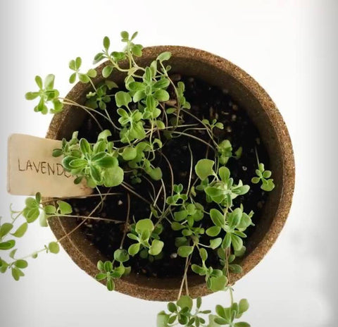 Pocket Garden - Herbal Tea