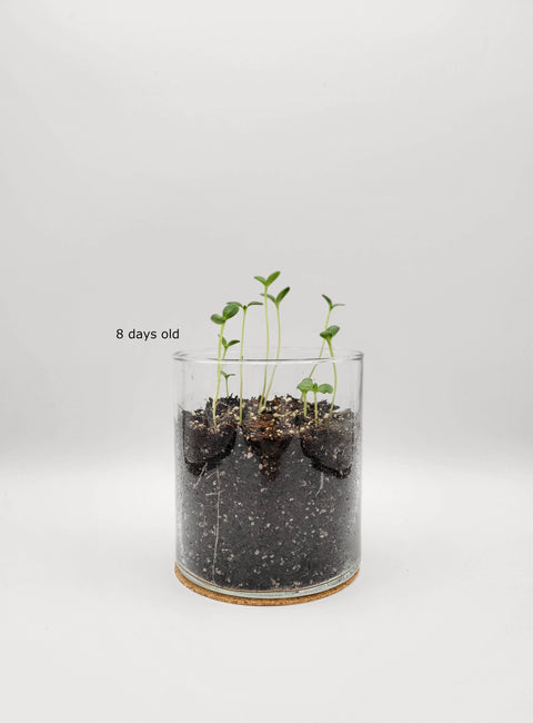 Windowsill Flower Garden | Happy Birthday