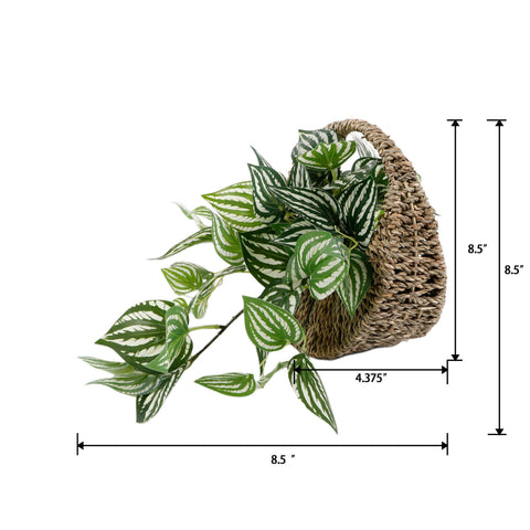 Trailing Faux Peperomia in Woven Basket