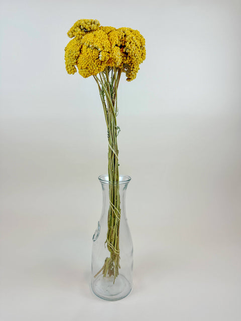 Yellow Yarrow (Golden Achillea) – Naturally Dried (20 Stems)