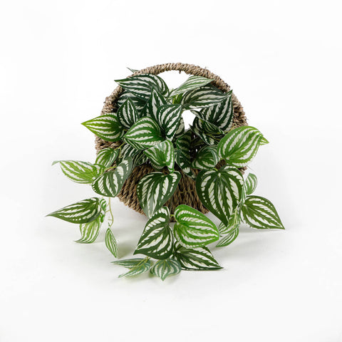 Trailing Faux Peperomia in Woven Basket