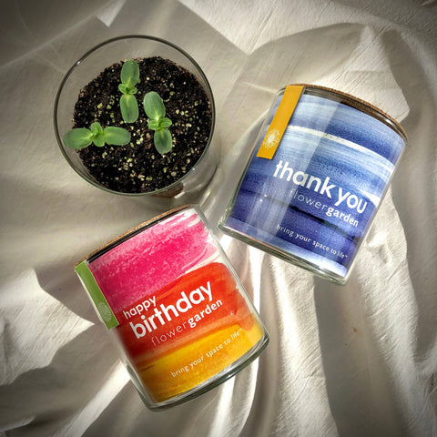 Windowsill Flower Garden | Happy Birthday