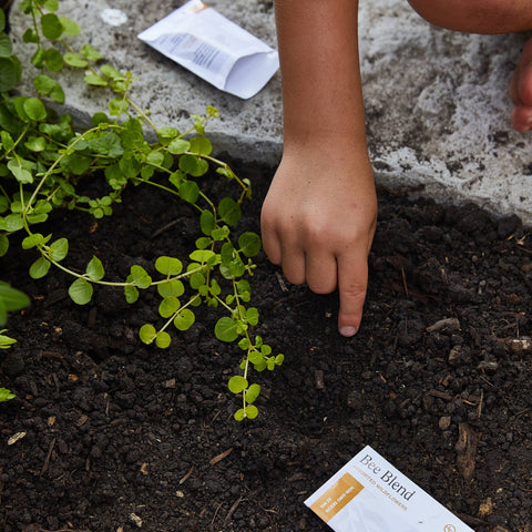 Curious Critters Wildflower Activity Kit
