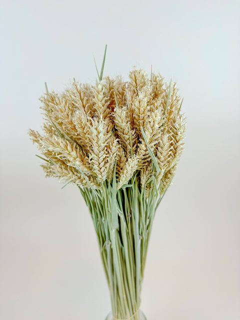 Barley - Hooked Awns Naturally Dried Green & Tan Stems