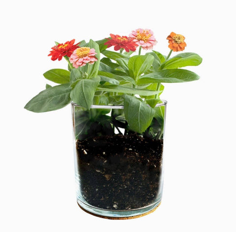 Windowsill Flower Garden | Happy Birthday