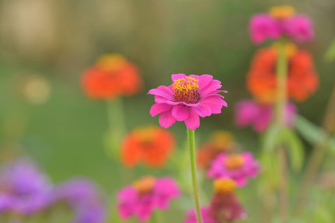 Windowsill Flower Garden | Happy Birthday