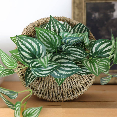 Trailing Faux Peperomia in Woven Basket