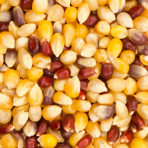 Tri-Colored Popcorn Kernels (Un-popped) | Snack Size
